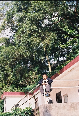 Foto Pohon rakyat tanaman jalan