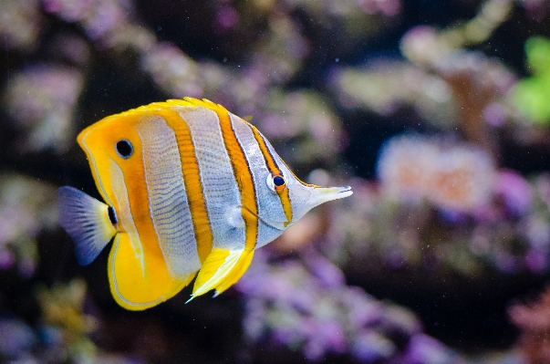 Flower underwater biology fish Photo