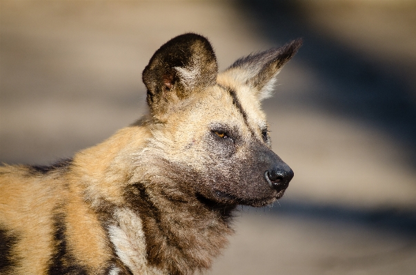 分野 秋 犬 動物 写真