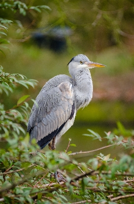 Nature bird wing bokeh Photo