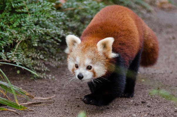 Zdjęcie Drzewo natura zimno zima