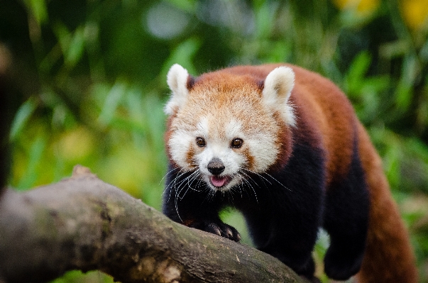 Zdjęcie Drzewo natura zimno zima