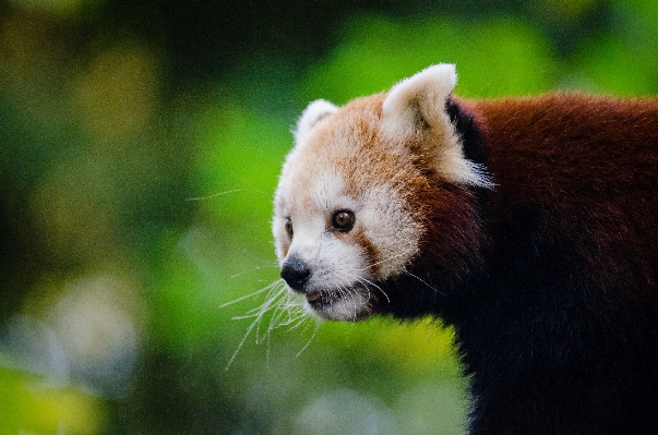 Zdjęcie Drzewo natura zimno zima