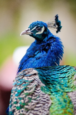 Nature branch bird wing Photo