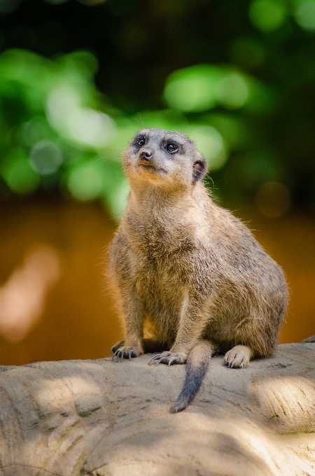 Nature bokeh animal cute