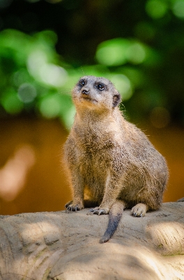 自然 ボケ味
 動物 かわいい 写真