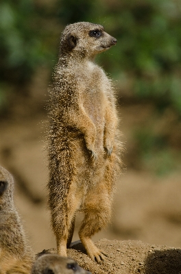 ボケ味
 動物 かわいい 野生動物 写真