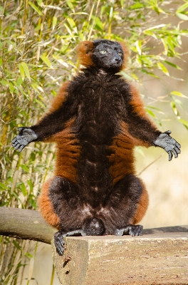 Bokeh feet cute wildlife Photo