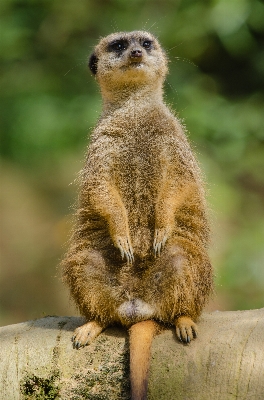 Foto Bokeh
 animal bonitinho animais selvagens