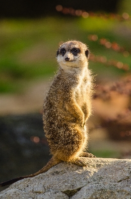 自然 ボケ味
 動物 かわいい 写真