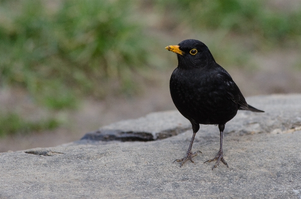 Bird wildlife beak robin Photo