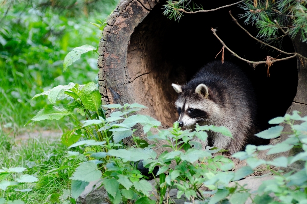 Foto Alam hutan margasatwa kebun binatang