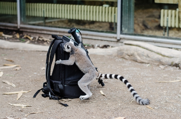 指輪 フィート かわいい 動物園 写真