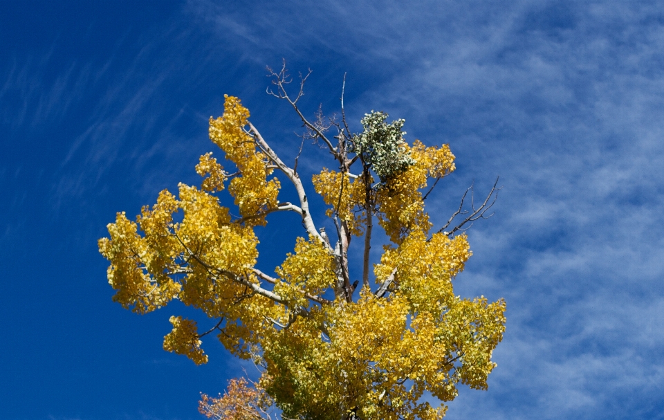 árbol naturaleza rama florecer