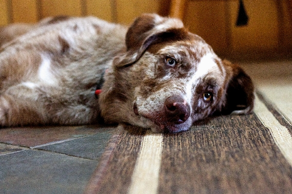 Puppy dog mammal vertebrate Photo