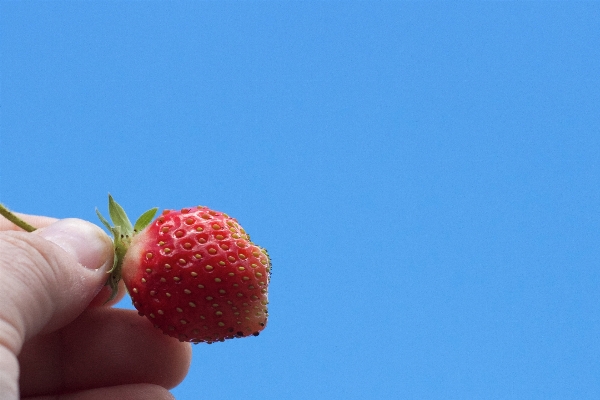 ブランチ 植物 フルーツ ベリー 写真