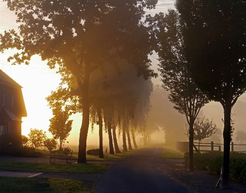 Landscape tree nature light Photo