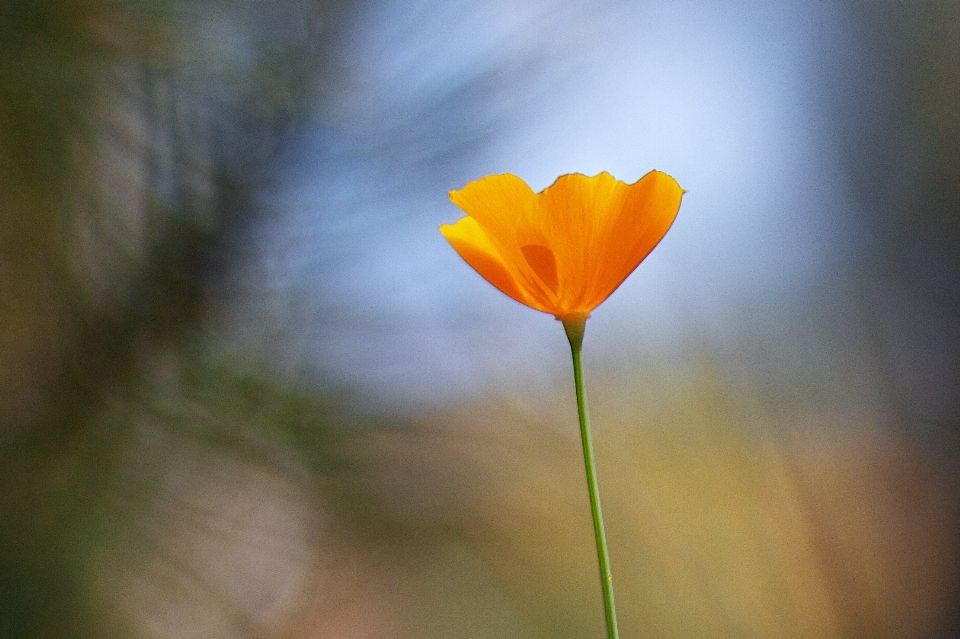 Natur blüte anlage fotografie