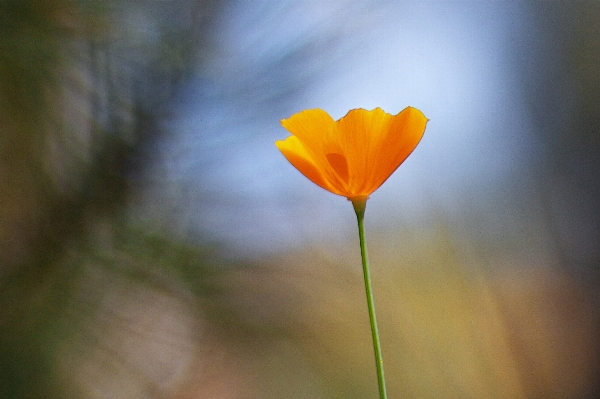 Nature blossom plant photography Photo