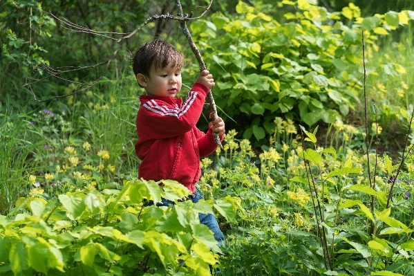 Nature forest plant field Photo