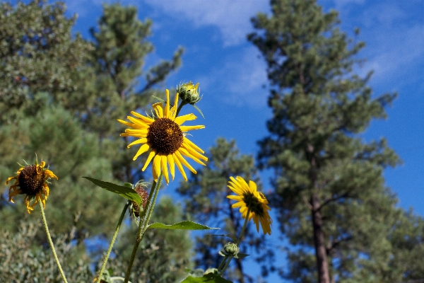 Foto Natura fiore pianta cielo