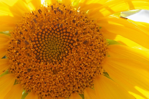 Plant flower petal pollen Photo