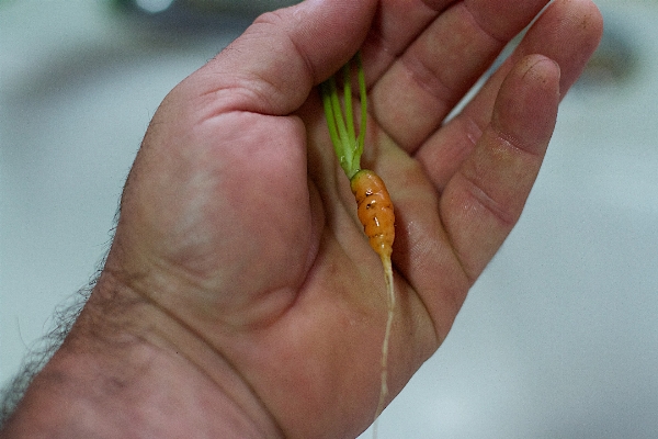 Hand leaf finger nail Photo