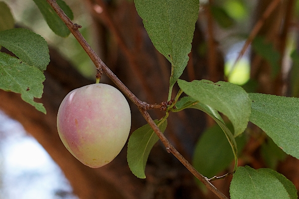 Foto Pohon cabang tanaman buah