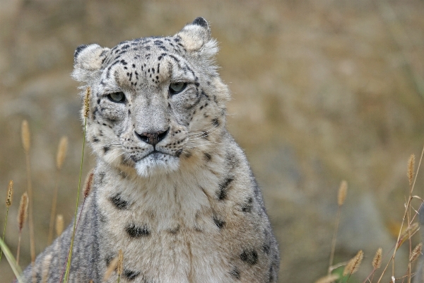 Foto Margasatwa mamalia predator fauna