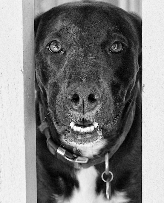 En blanco y negro
 perro mamífero negro