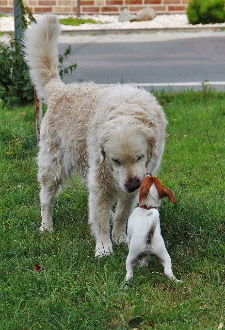 子犬 犬 哺乳類 友情
