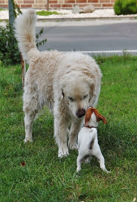 Foto Anak anjing mamalia persahabatan
