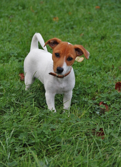 Grass sweet puppy dog