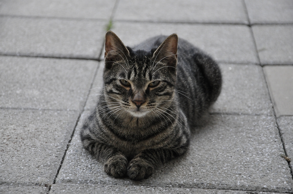 Tier niedlich kätzchen katze