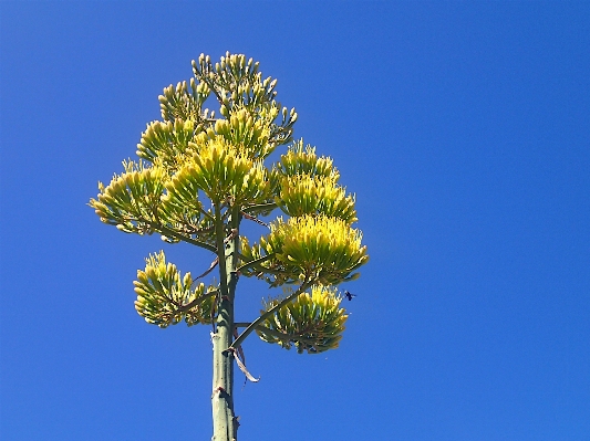 木 ブランチ カクタス
 植物 写真