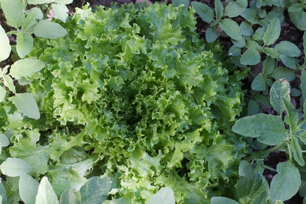 Food produce vegetable garden Photo