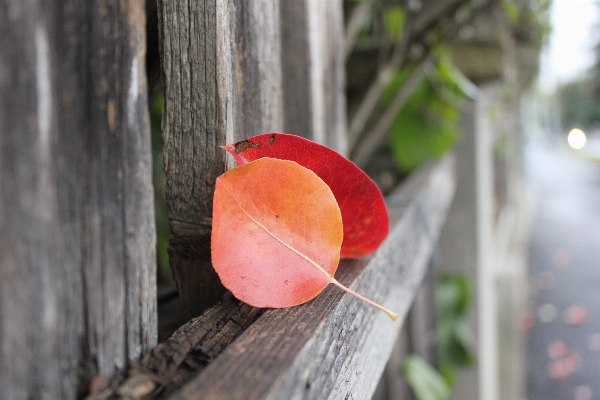 Tree nature fence plant Photo