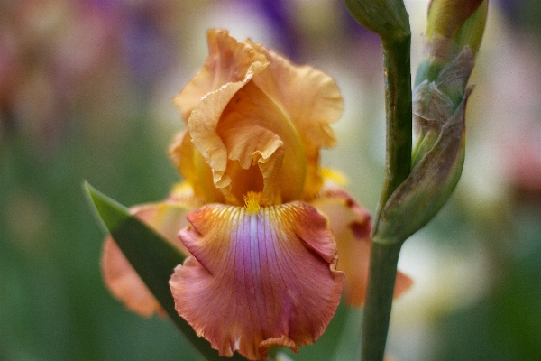 Flower plant flora yellow Photo