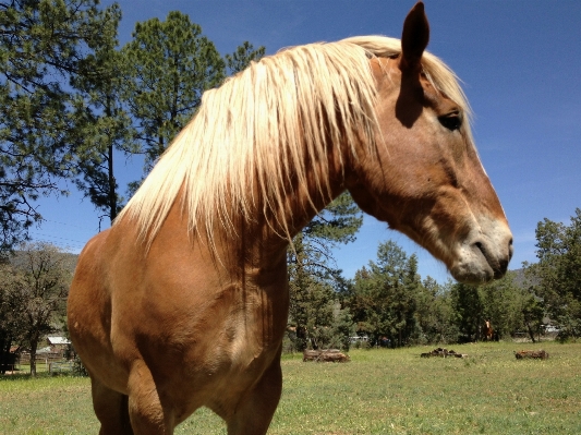 Pasture grazing horse mammal Photo