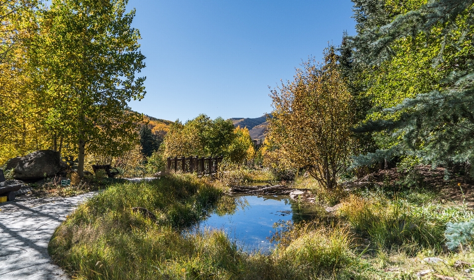 Paesaggio albero natura all'aperto