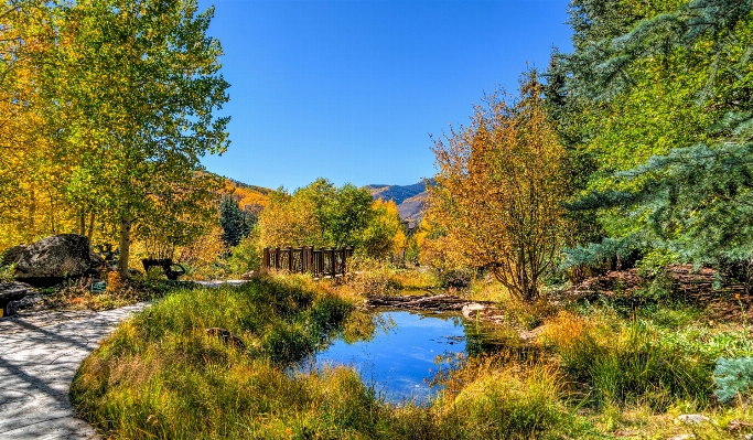 Landscape tree nature forest Photo