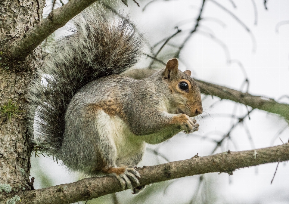 Natureza ar livre filial animal