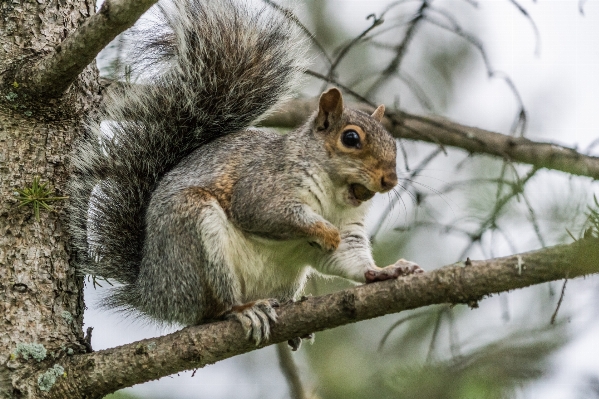 Nature outdoor branch animal Photo