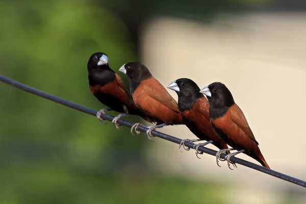 自然 ブランチ 鳥 動物 写真