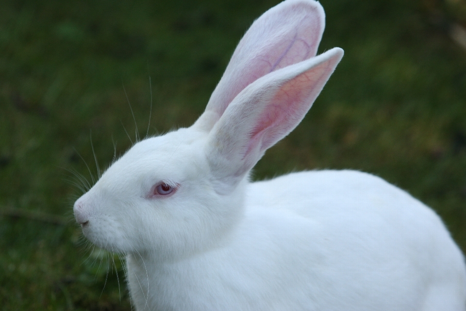 Gras weiss säugetier fauna