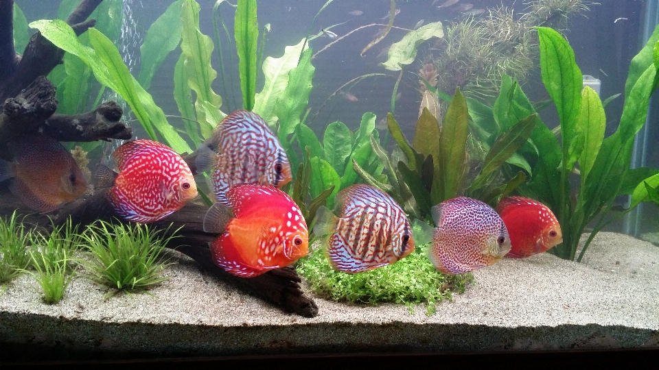 食物 鱼 水族馆 学校