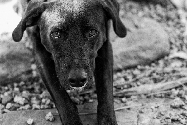 Photo Noir et blanc
 chiot chien mammifère