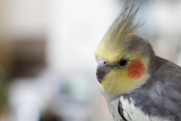 鳥 羽 野生動物 嘴 写真