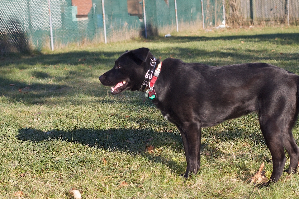 Cane mammifero vertebrato
 labrador retriever
