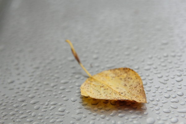 Forest leaf insect macro Photo